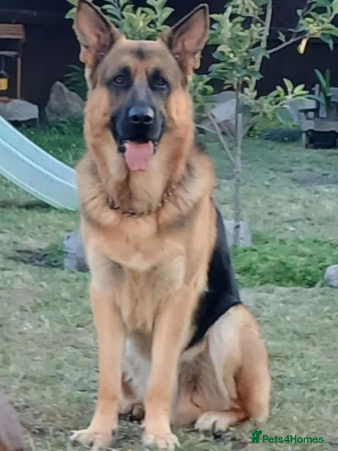 German Shepherd dogs for sale: German shepherd pups x9 - Advert 12