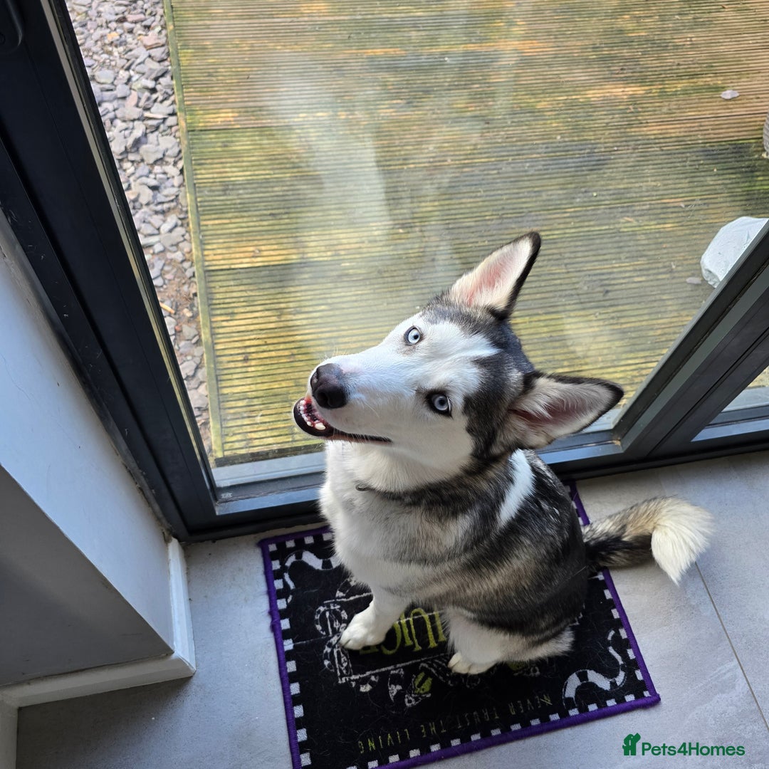 Utonagan dogs for sale: 6 months old Female Husky cross Malamute - Advert 1