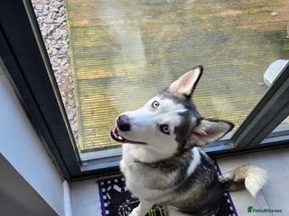 Utonagan dogs 6 months old Female Husky cross Malamute - Advert 18