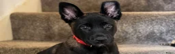 Belgian Shepherd Dog dogs for sale: Stunning Belgian Malinois Puppies  - Advert 10