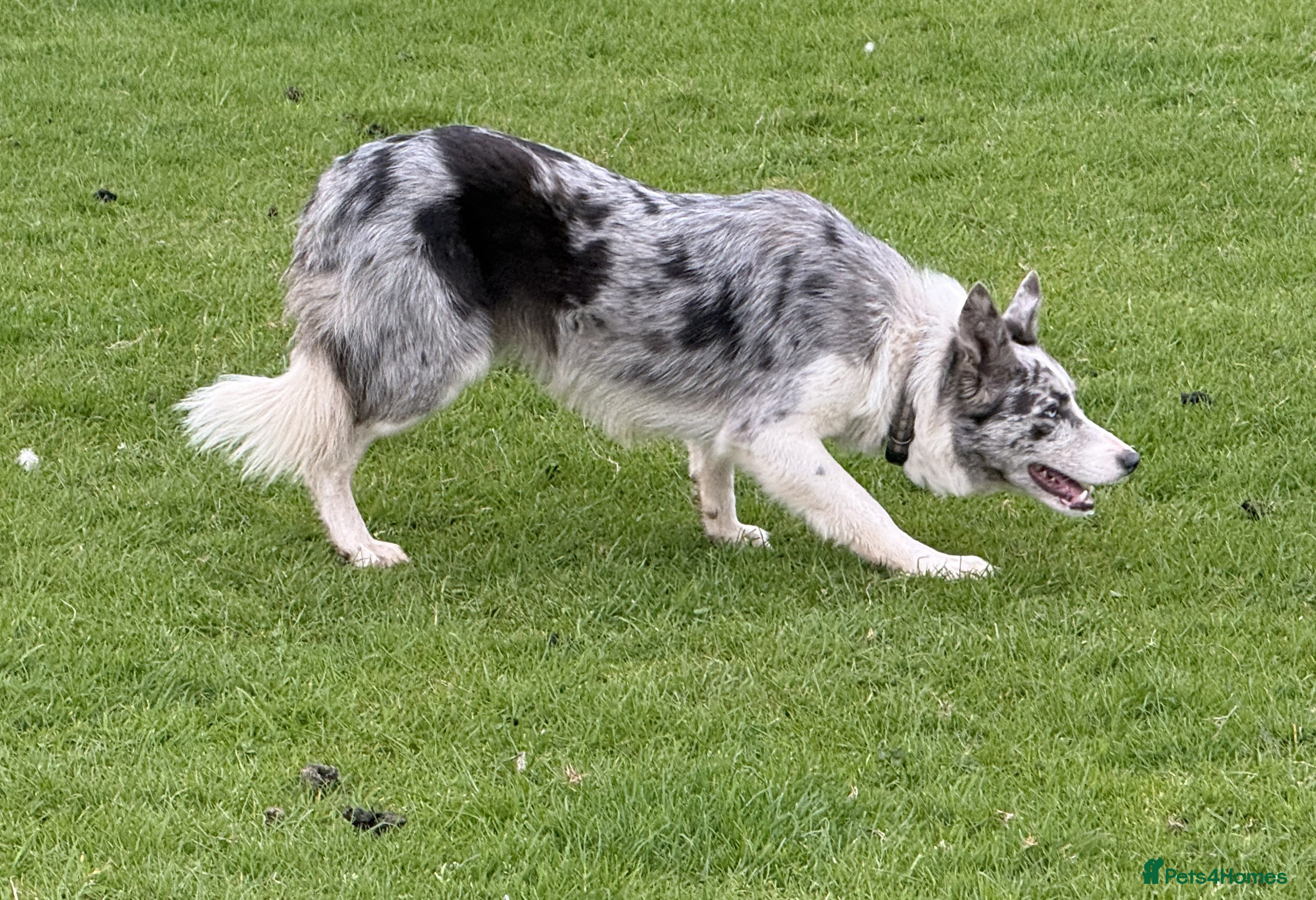 Border Collie dogs Border Collie Puppies for Sale - Advert 2