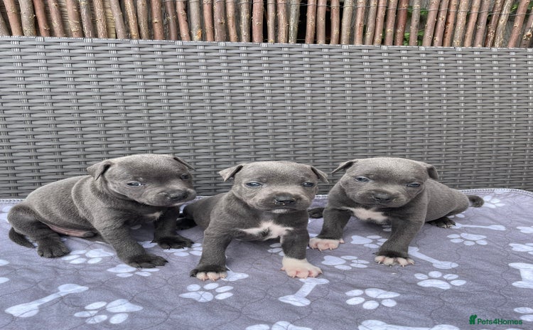 Staffordshire Bull Terrier dogs - Advert 1
