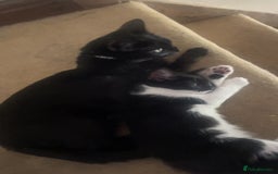 Mixed Breed cats for sale: 2 Kittens for sale!!! one girl, one boy - Image 6