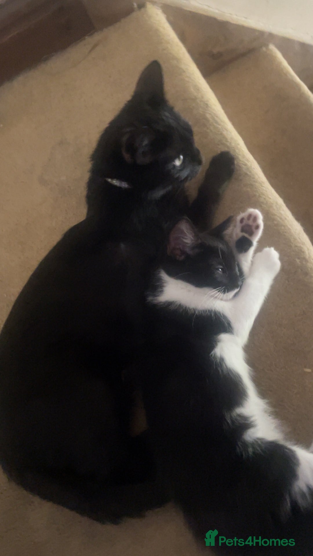 Mixed Breed cats for sale: 2 Kittens for sale!!! one girl, one boy - Image 6