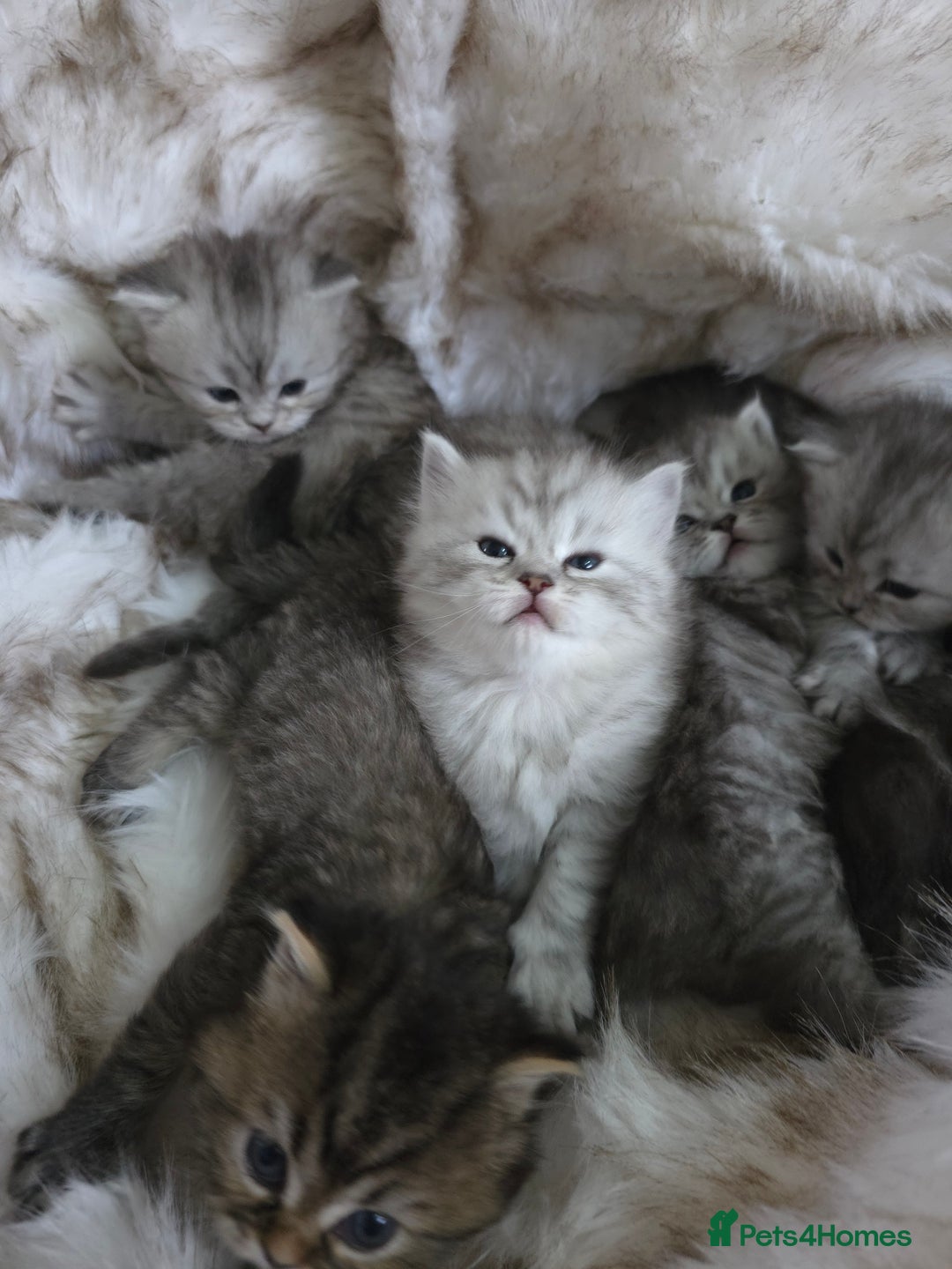 Persian cats for sale: Persian kittens  - Advert 3