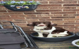 English Springer Spaniel dogs for sale: English springer spaniel puppies  - Image 5