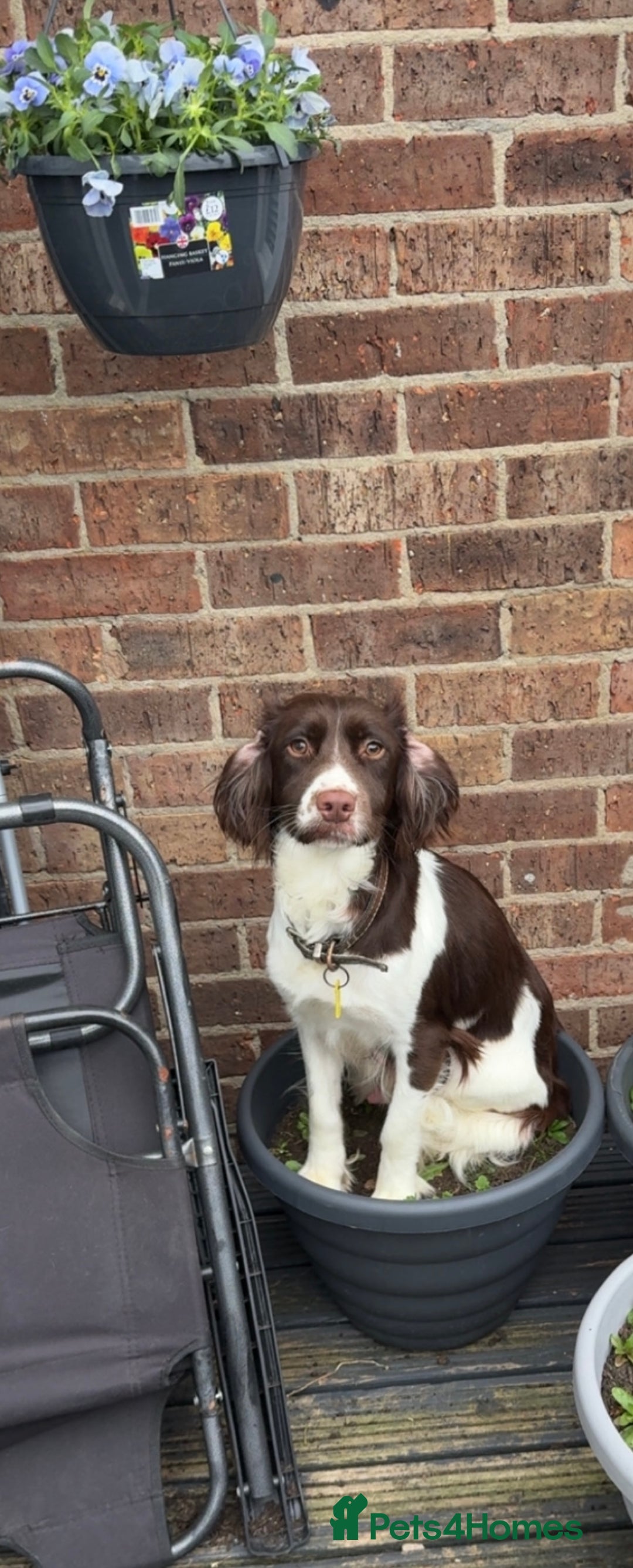 English Springer Spaniel dogs for sale: English springer spaniel puppies  - Image 5