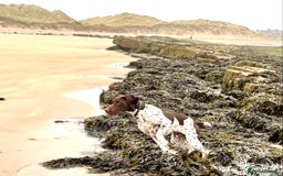 German Shorthaired Pointer dogs for stud: KC registered German Shorthaired Pointer for stud in Carlisle - Image 3