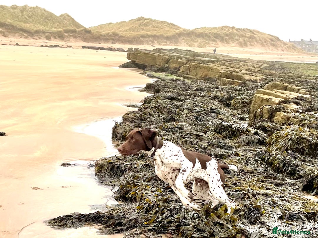 German Shorthaired Pointer dogs for stud: KC registered German Shorthaired Pointer for stud in Carlisle - Image 3