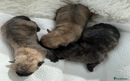 Cairn Terrier dogs for sale: CAIRN TERRIER PUPPIES - Image 12