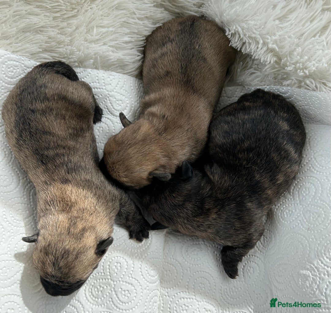 Cairn Terrier dogs for sale: CAIRN TERRIER PUPPIES - Image 12