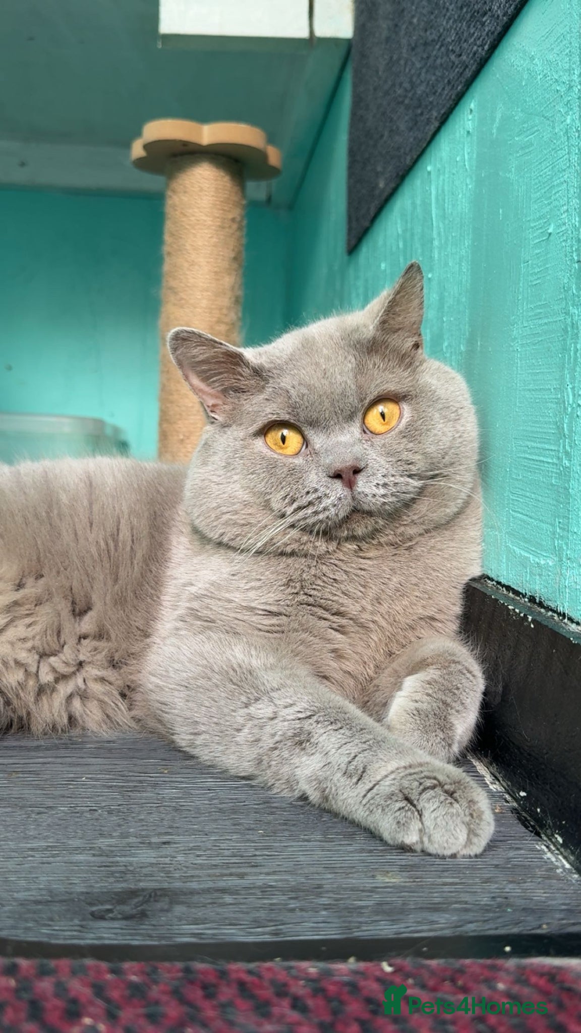 British Shorthair cats Active registered Lilac BSH - Advert 1