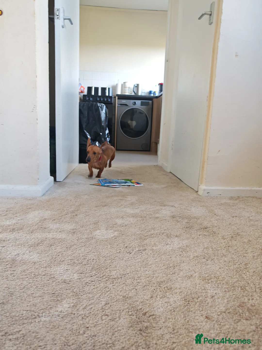 Miniature Dachshund dogs for sale: Tilly the miniature Dachshund  - Advert 7