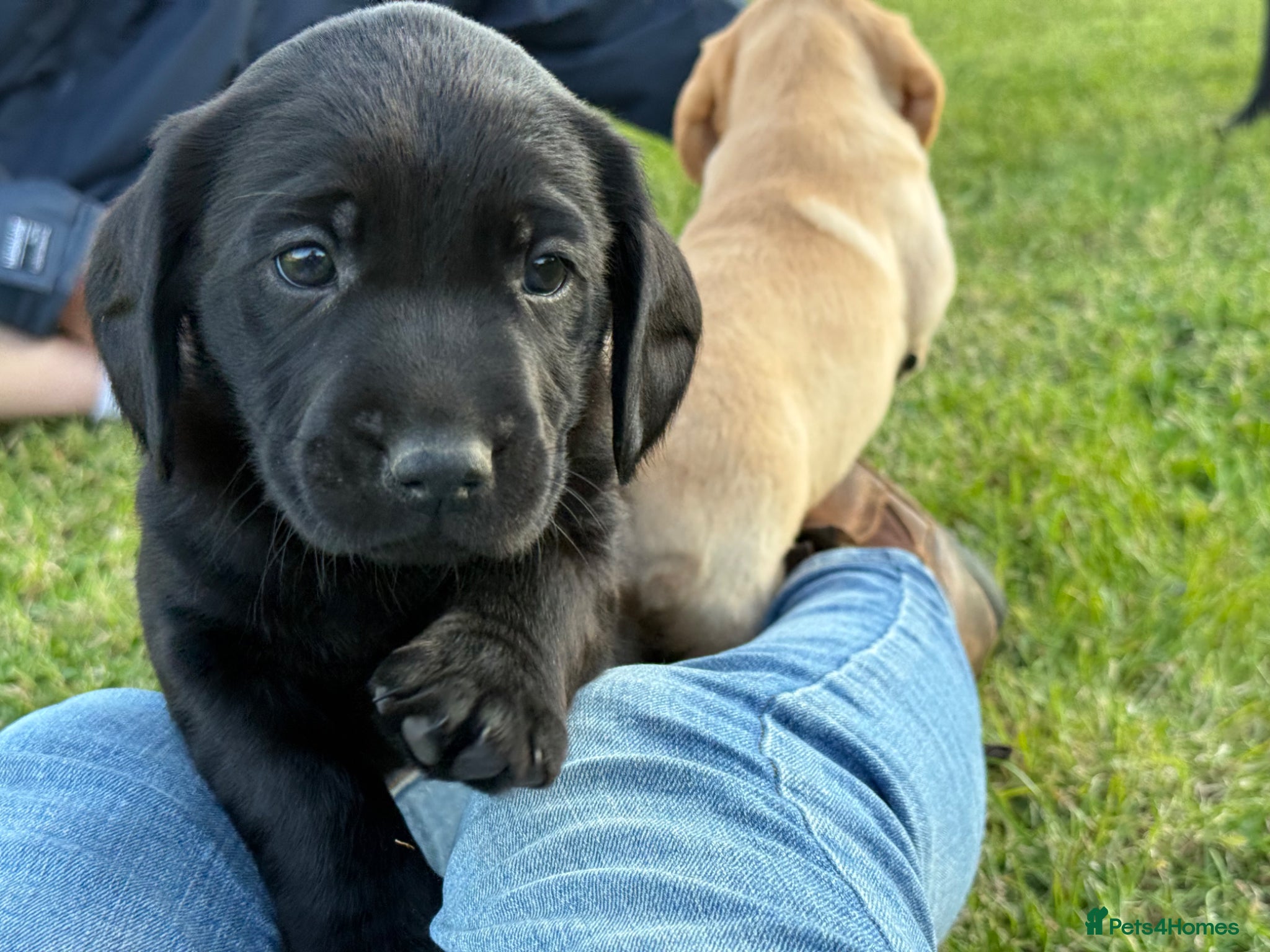 Springador dogs for sale: Spaniel x Labrador puppies  - Advert 27