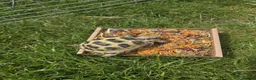 Tortoise reptiles for sale: Horse field tortoise female - Advert 3