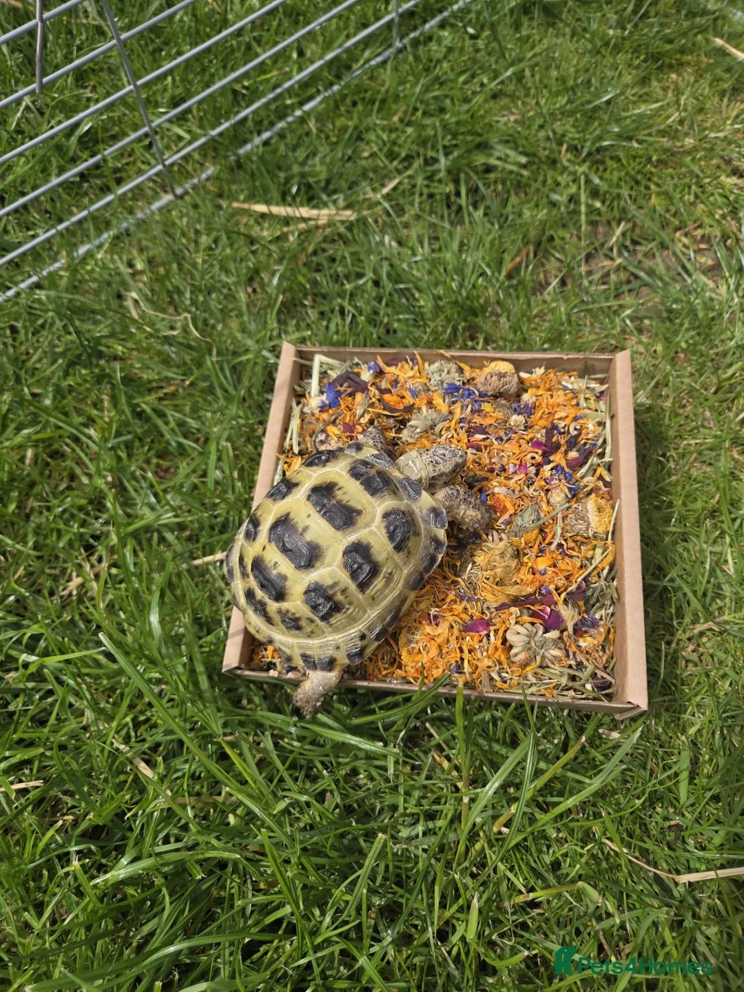 Tortoise reptiles for sale: Horse field tortoise female - Advert 3