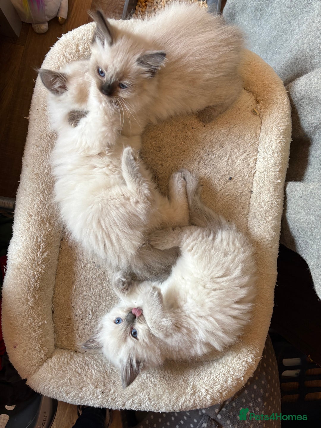 Ragdoll cats for sale: 3 Stunning Ragdoll boys - Image 6