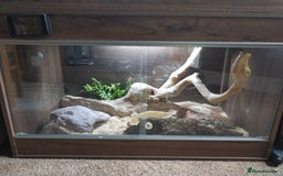 Milk Snake reptiles for sale: Apricot pueblan milk snake  - Image 4