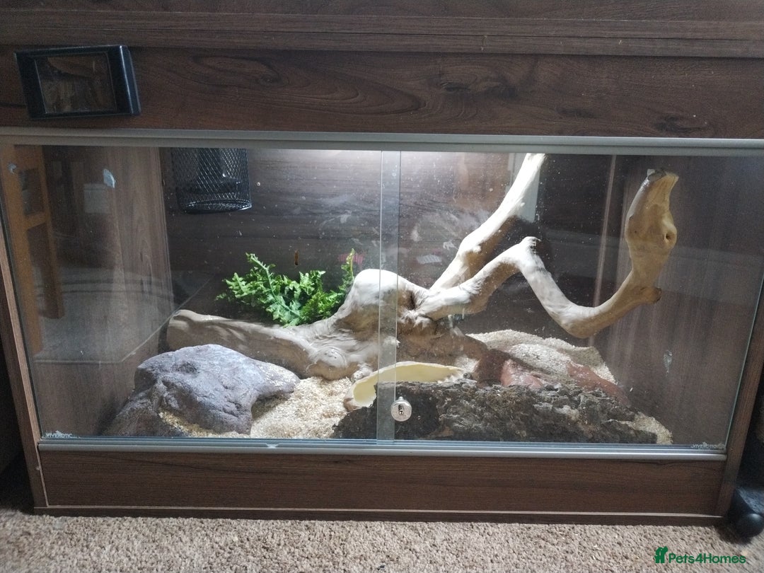 Milk Snake reptiles for sale: Apricot pueblan milk snake  - Image 4