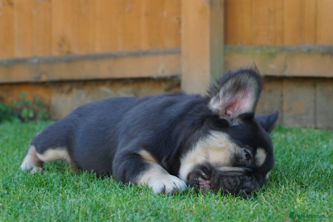 French Bulldog dogs for sale: Exceptional KC Fluffy French Bulldog Puppies - Image 28