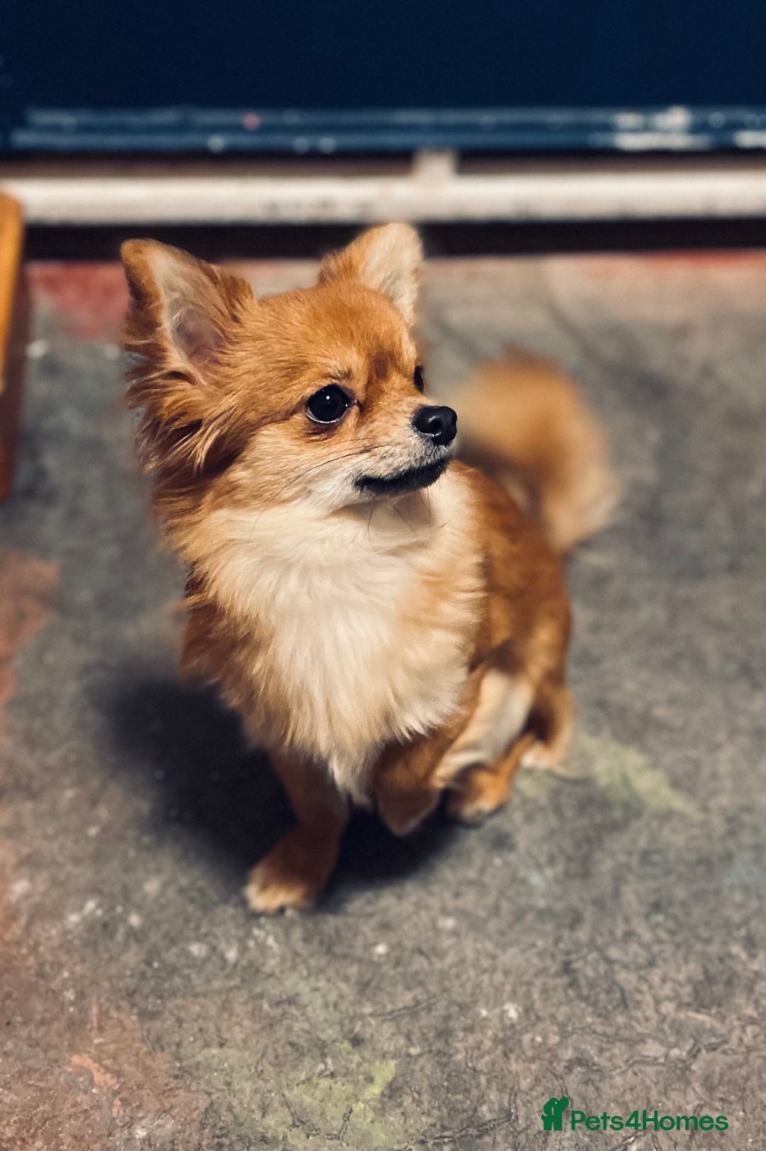 Chihuahua dogs for sale: Long Hair Chihuahua for rehome - Advert 5