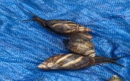 Snails invertebrates for sale: African Giants Land Snails  - Image 4