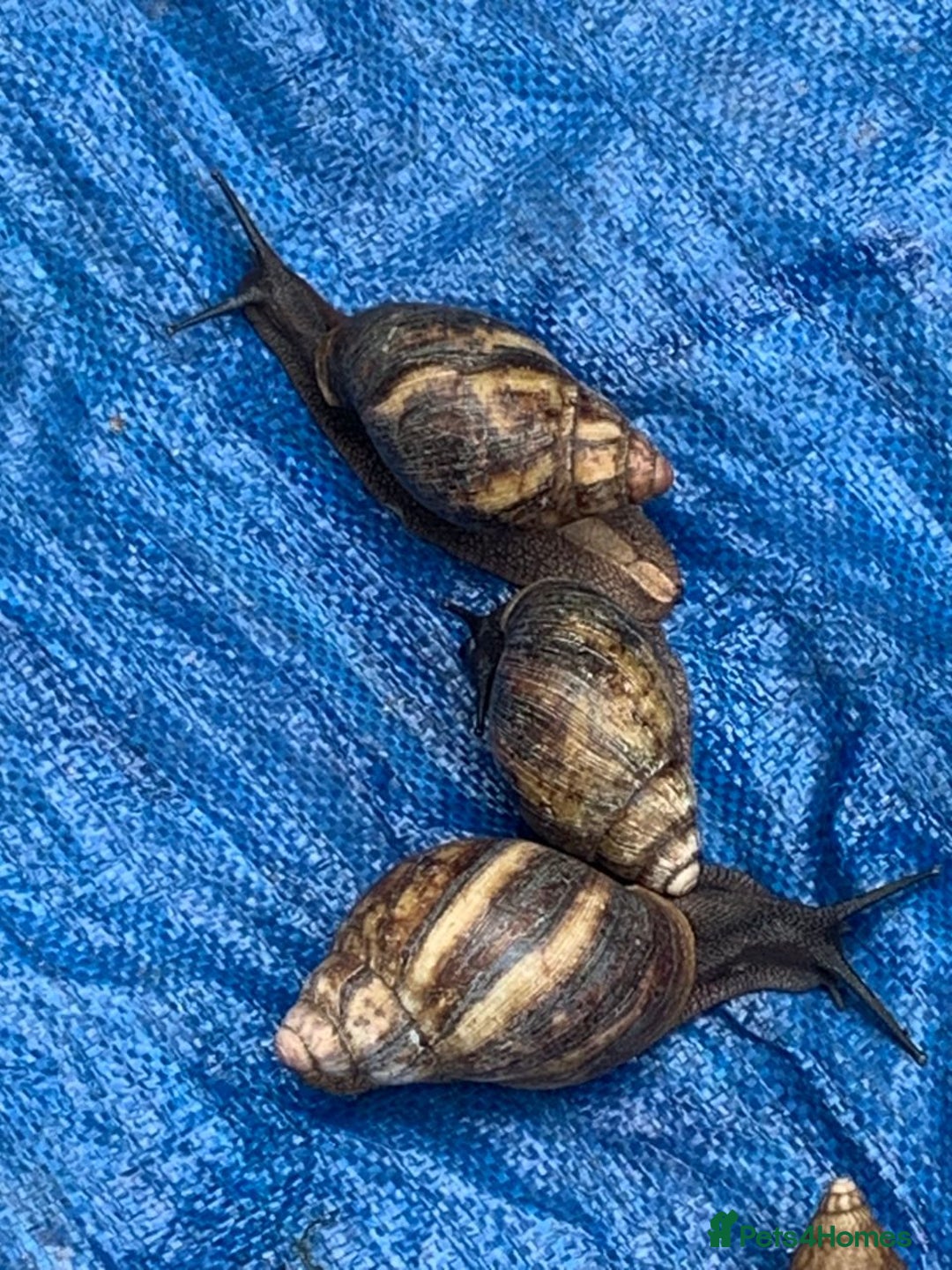 Snails invertebrates for sale: African Giants Land Snails  - Image 4