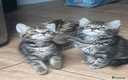 Mixed Breed cats for sale: WELL RAISED KITTYS 4 BEST HOMES ONLY……❤️ - Image 10