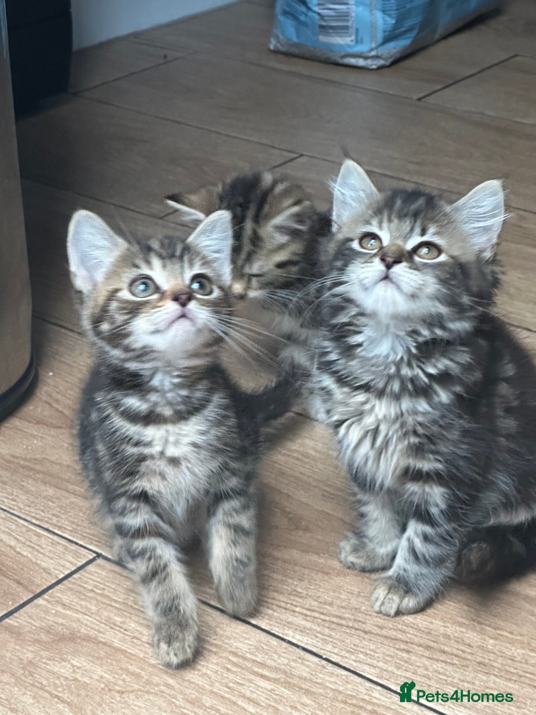 Mixed Breed cats for sale: WELL RAISED KITTYS 4 BEST HOMES ONLY……❤️ - Image 10