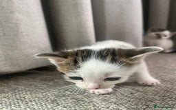 Mixed Breed cats for sale: Kittens for sale - Image 3