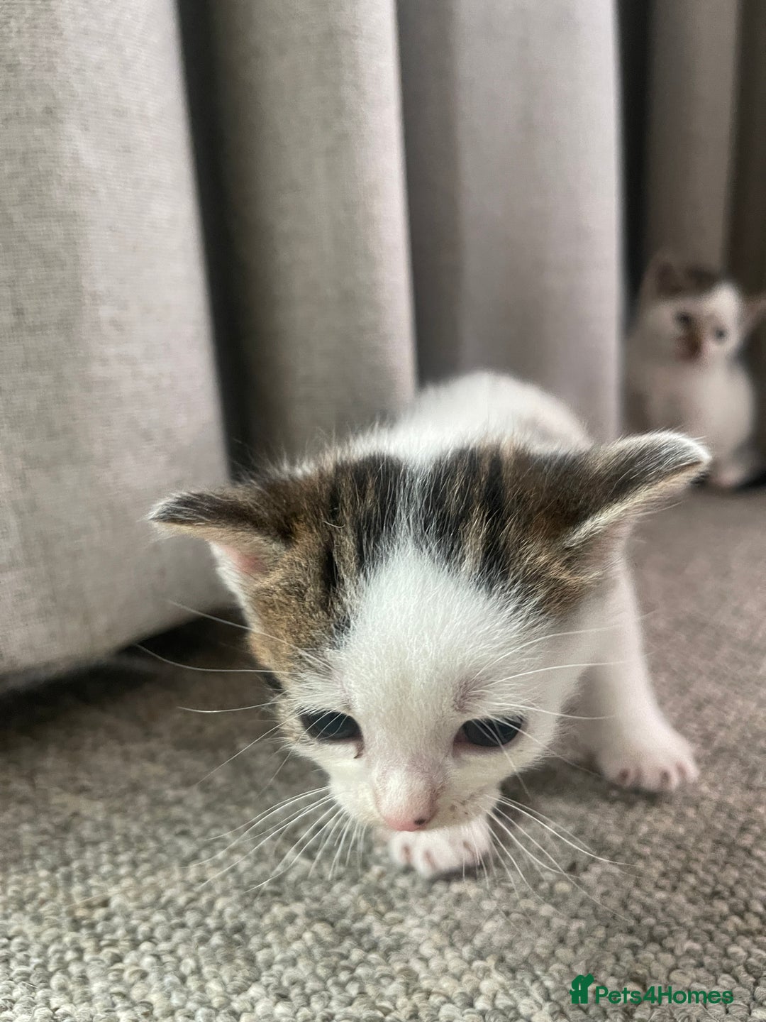 Mixed Breed cats for sale: Kittens for sale - Image 3