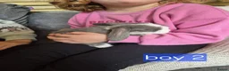 Mini Lop rabbits for sale: Mini lop boy - Advert 4