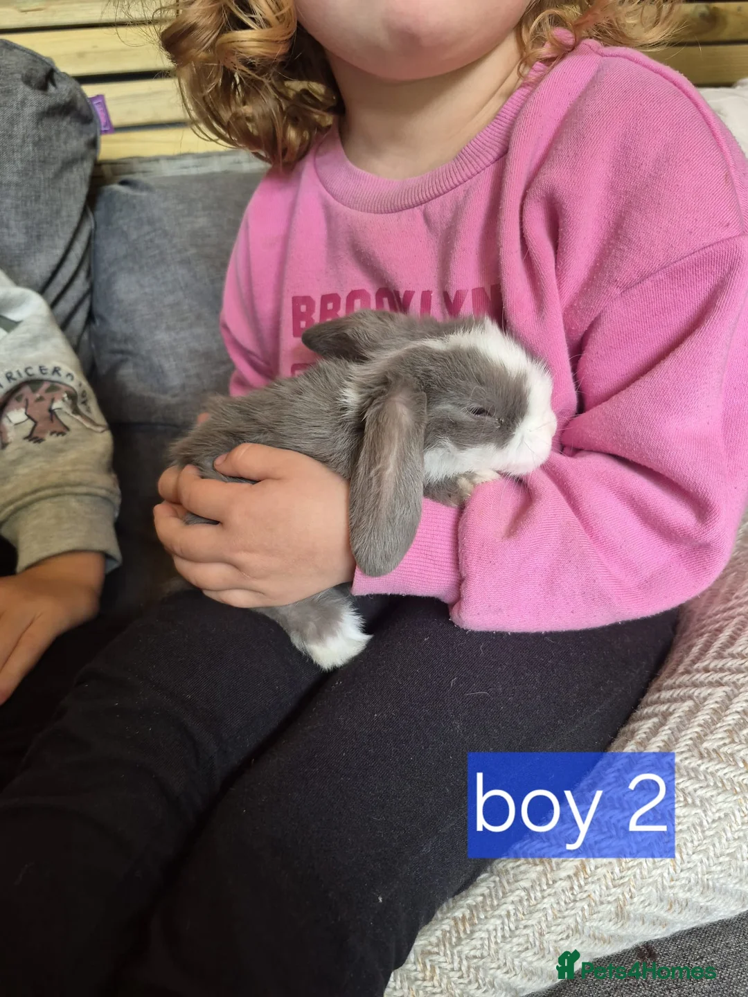 Mini Lop rabbits for sale: Mini lop boy - Advert 4