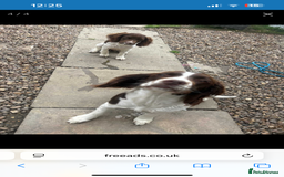 English Springer Spaniel dogs for sale: Female springer spaniel  - Image 6