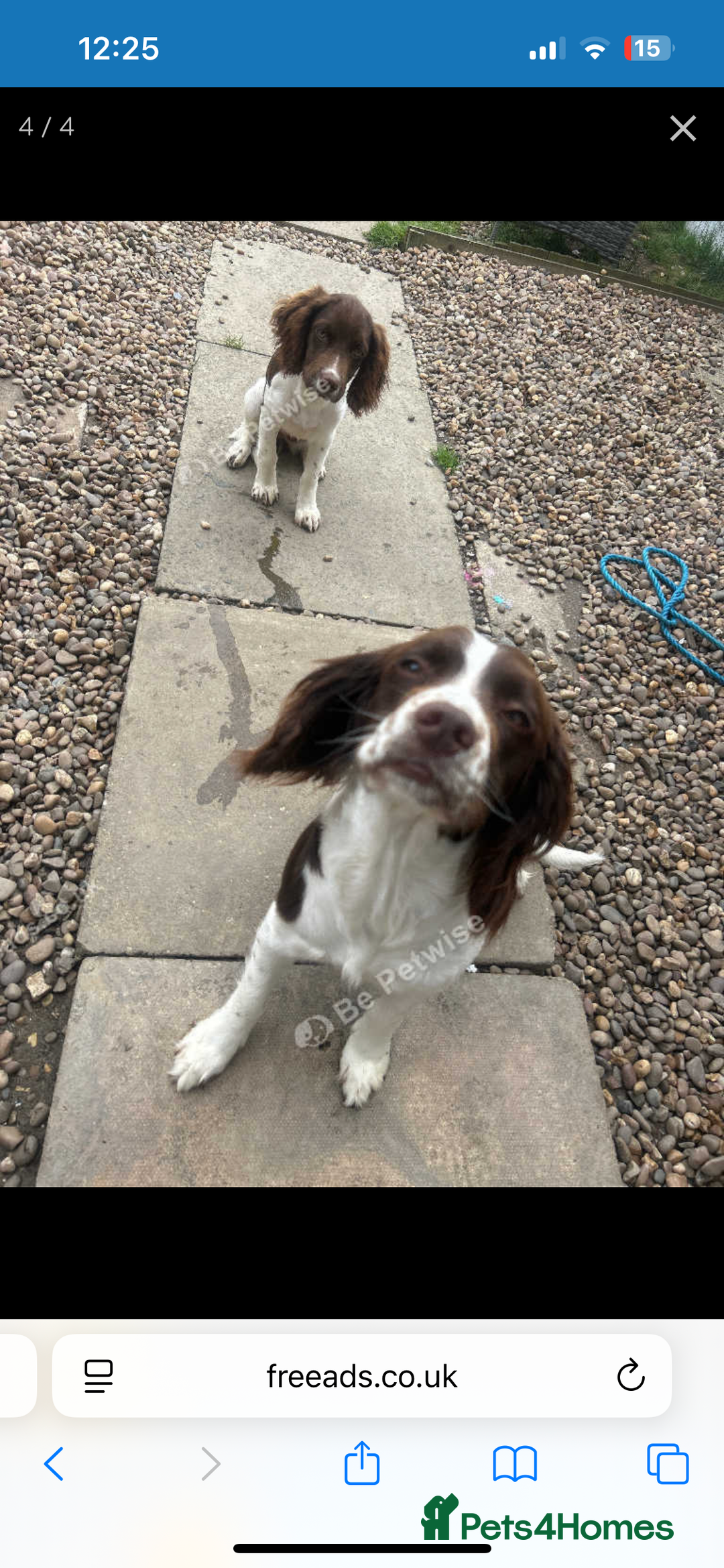 English Springer Spaniel dogs for sale: Female springer spaniel  - Image 6