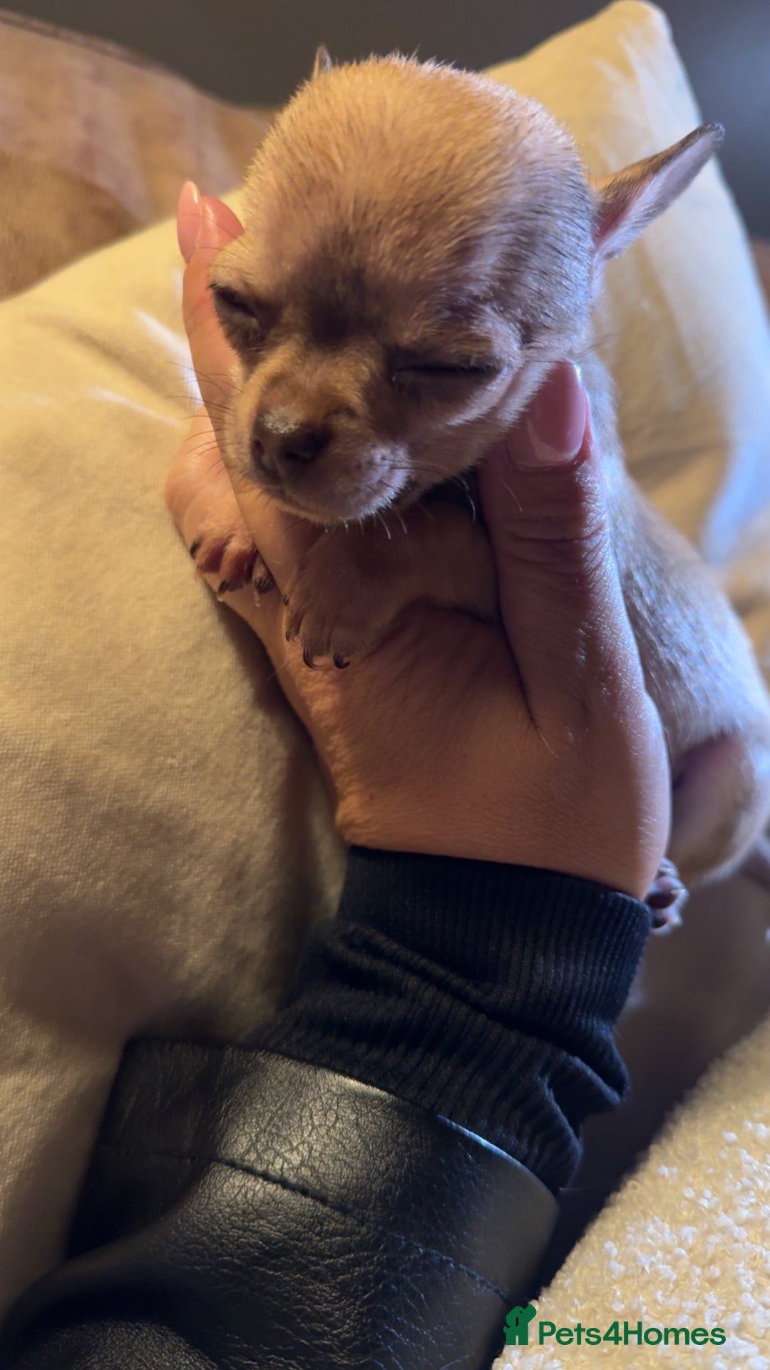 Chihuahua dogs for sale: Last little chihuahua boy - Image 2