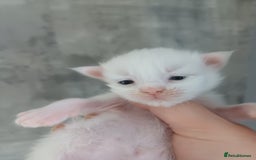 Maine Coon cats for sale: 3 gorgeous maincoon babies  - Image 9