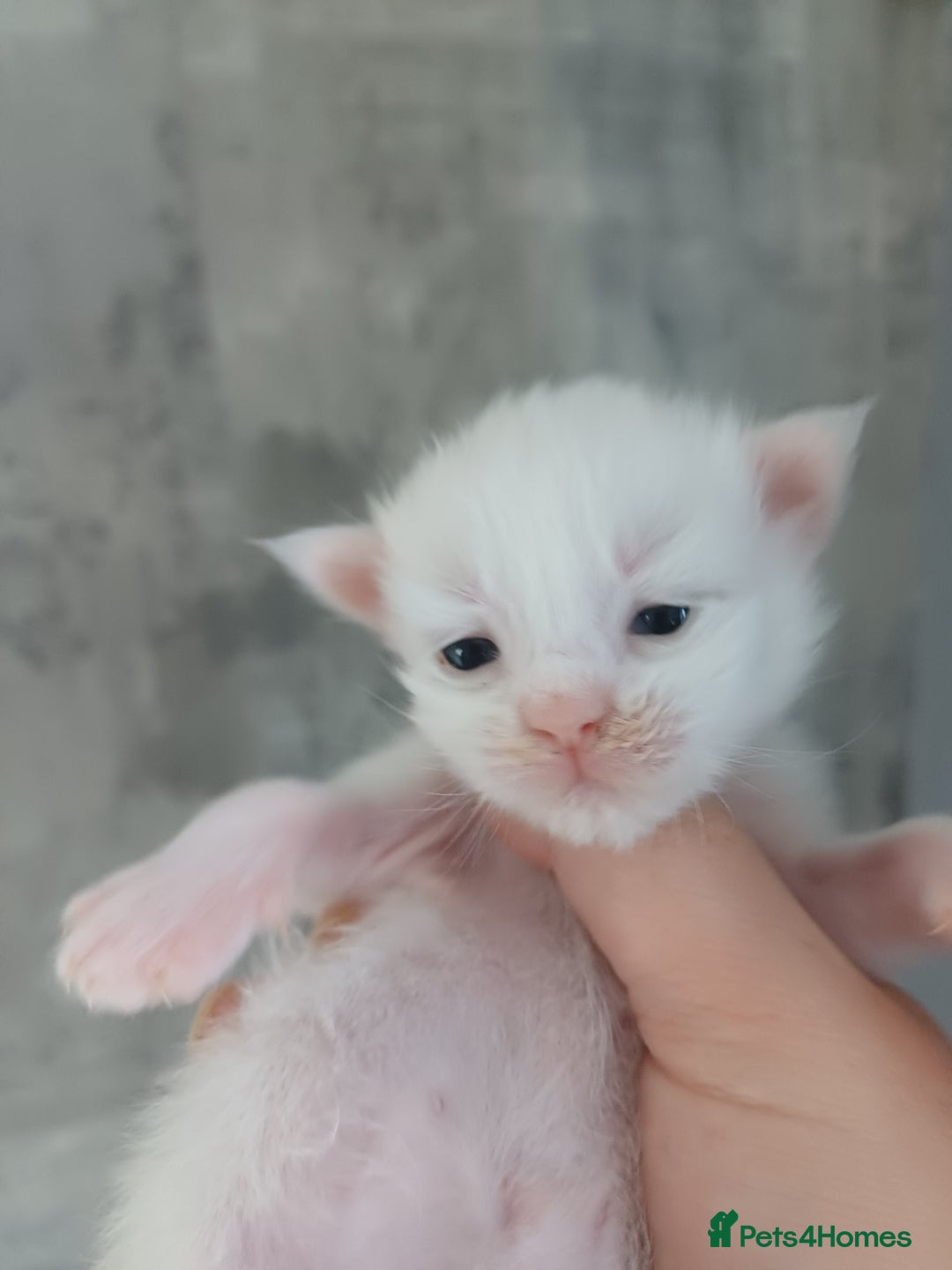 Maine Coon cats for sale: 3 gorgeous maincoon babies  - Image 9