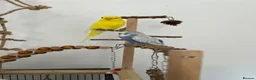 Budgerigars birds for sale: 4 budgies for sale. in Birmingham - Advert 9