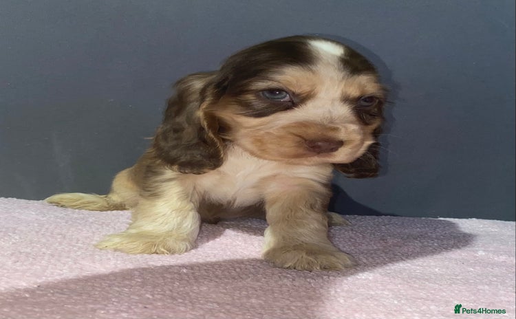 Cocker Spaniel dogs - Advert 14