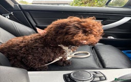 Cockapoo dogs for sale: Chocolate cockerpoo girl - Image 3