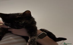Domestic Shorthair cats for sale: 2 female kittens ready for their new home!  - Image 5