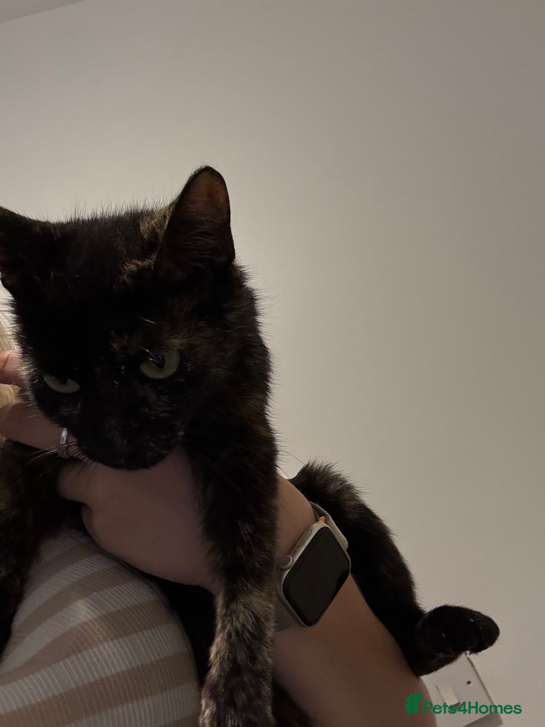Domestic Shorthair cats for sale: 2 female kittens ready for their new home!  - Image 5