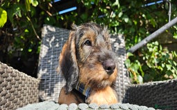 Dachshund dogs for sale: Outstanding Standard Wire haired Dachshund puppies - Image 7