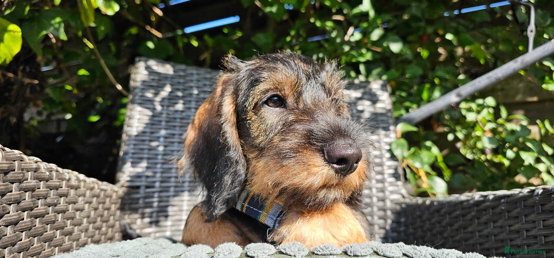 Dachshund dogs for sale: Outstanding Standard Wire haired Dachshund puppies - Image 7