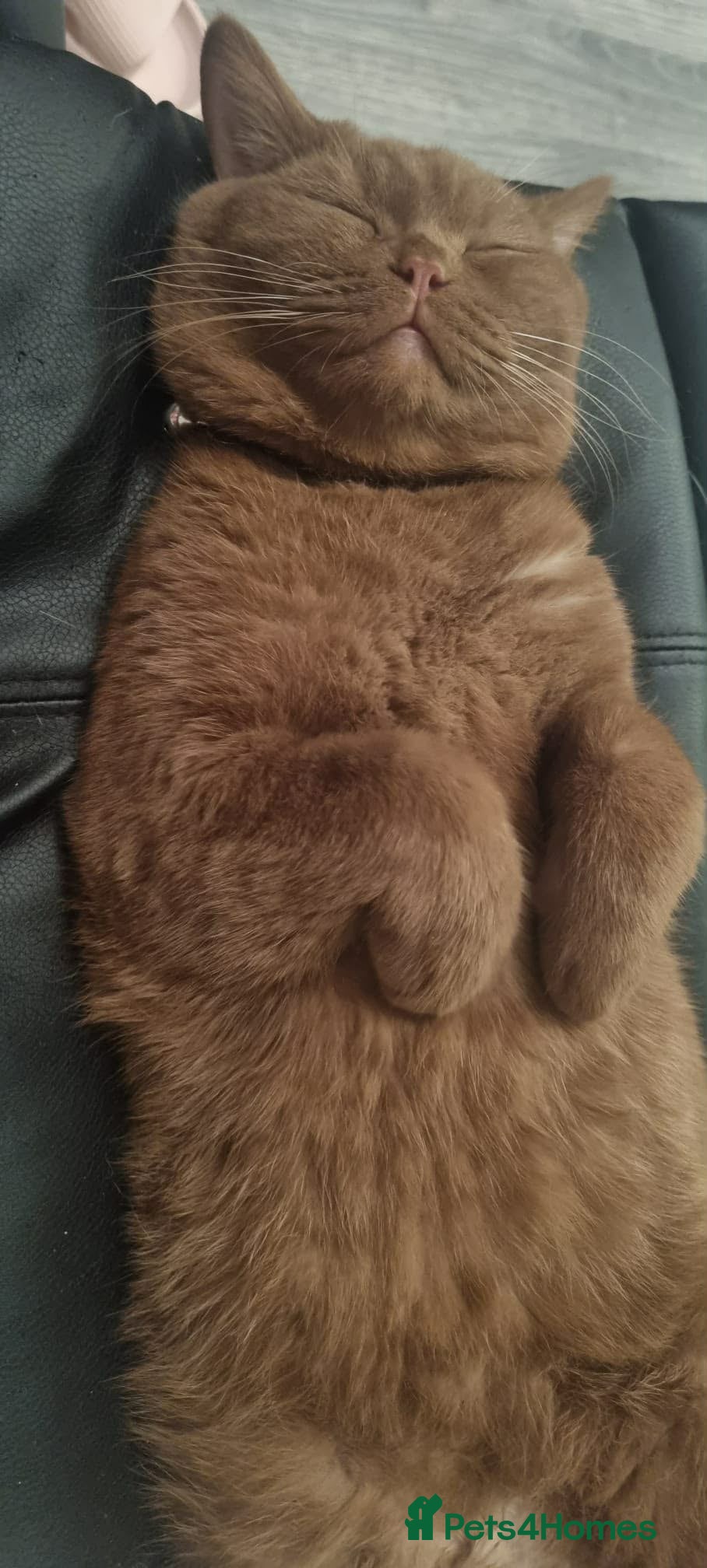 British Shorthair cats Cinnamon active female  - Advert 8