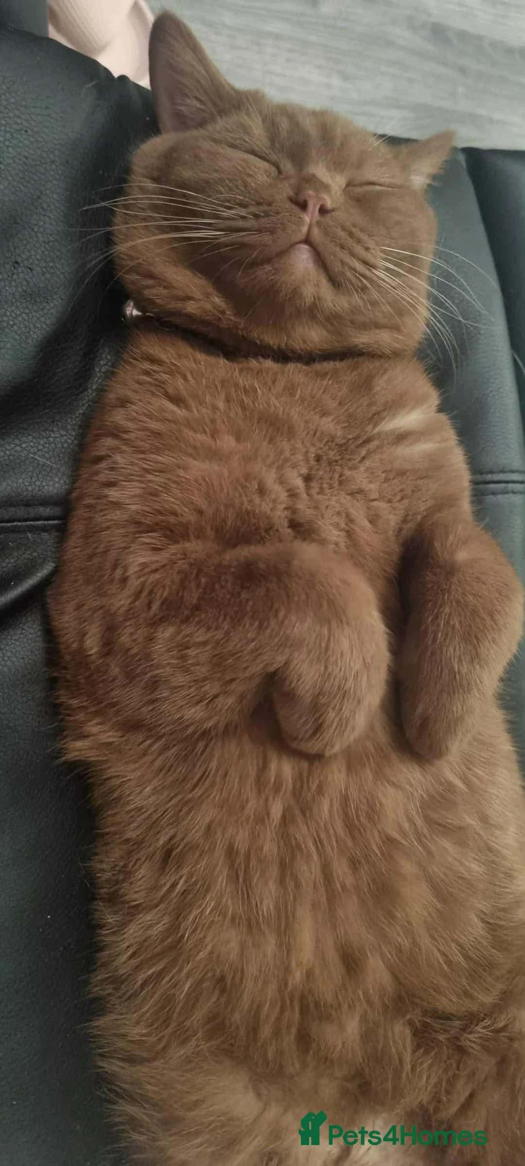 British Shorthair cats for sale: Cinnamon active female  - Advert 1