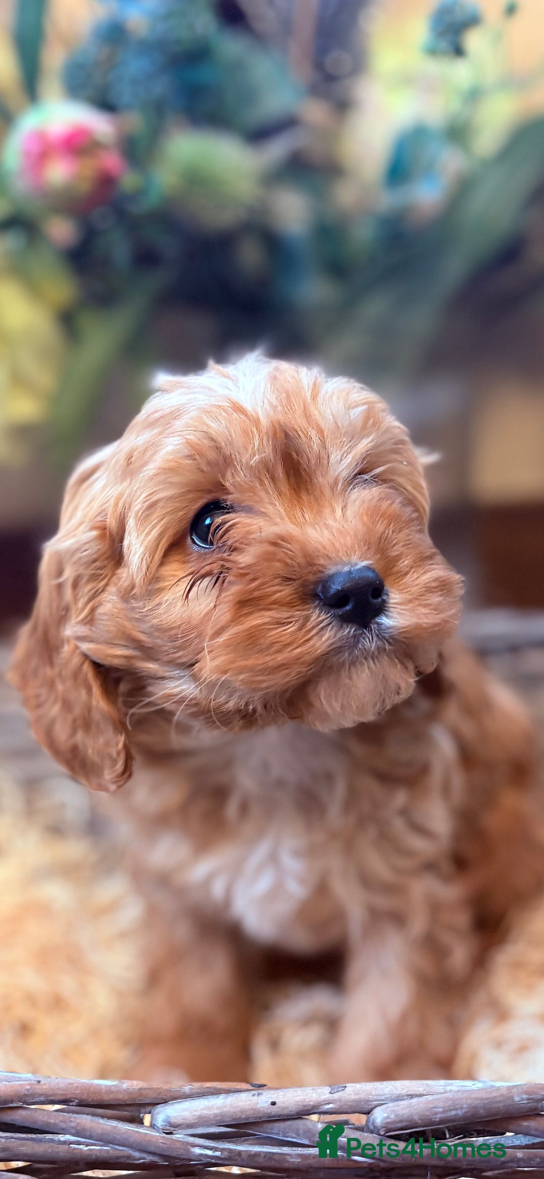 Cavapoo dogs for sale: Health tested toy cavapoo boys - Advert 33