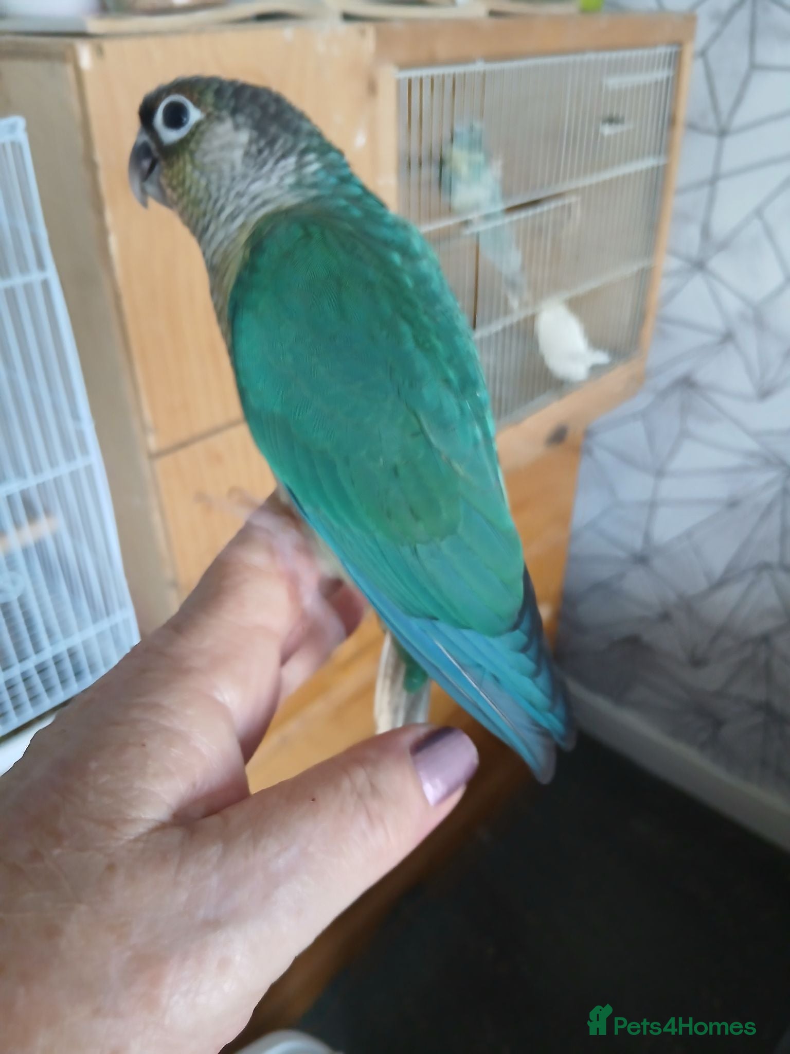 Conures birds Conure - Advert 1