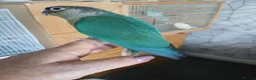 Conures birds for sale: Conure in Clacton-on-Sea - Advert 1